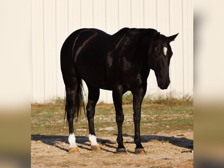 American Quarter Horse Wałach 9 lat Kara in Breckenridge TX