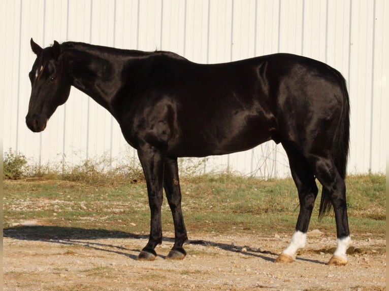 American Quarter Horse Wałach 9 lat Kara in Breckenridge TX