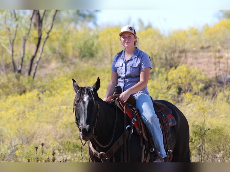 American Quarter Horse Wałach 9 lat Kara in Breckenridge TX