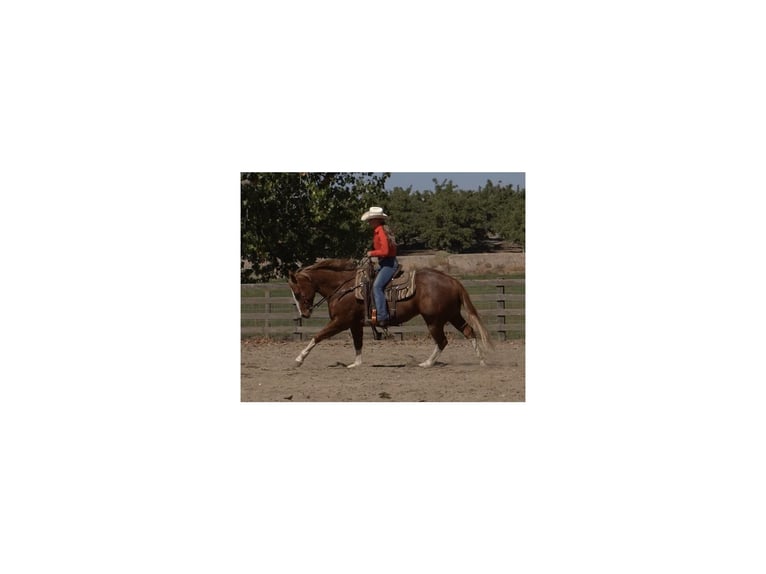 American Quarter Horse Wałach 9 lat Kasztanowatodereszowata in Brodhead KY