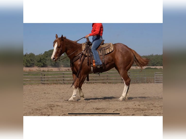American Quarter Horse Wałach 9 lat Kasztanowatodereszowata in Brodhead KY