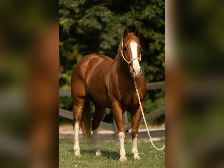 American Quarter Horse Wałach 9 lat Kasztanowatodereszowata in Bovina MS