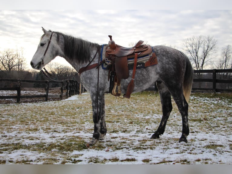 American Quarter Horse Wałach 9 lat Siwa jabłkowita in Highland MI
