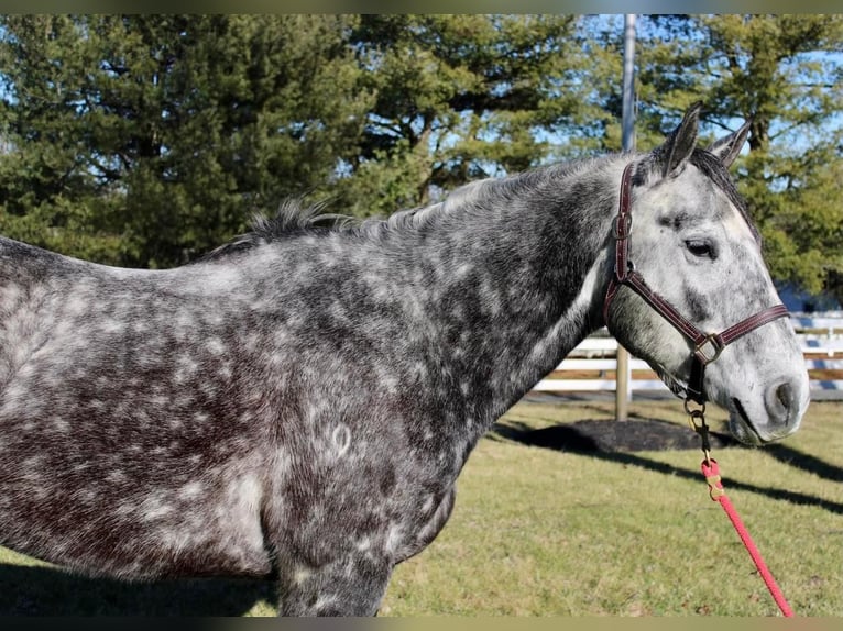 American Quarter Horse Wałach 9 lat Siwa jabłkowita in Allentown, NJ