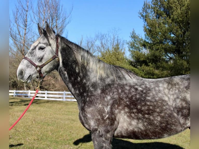 American Quarter Horse Wałach 9 lat Siwa jabłkowita in Allentown, NJ