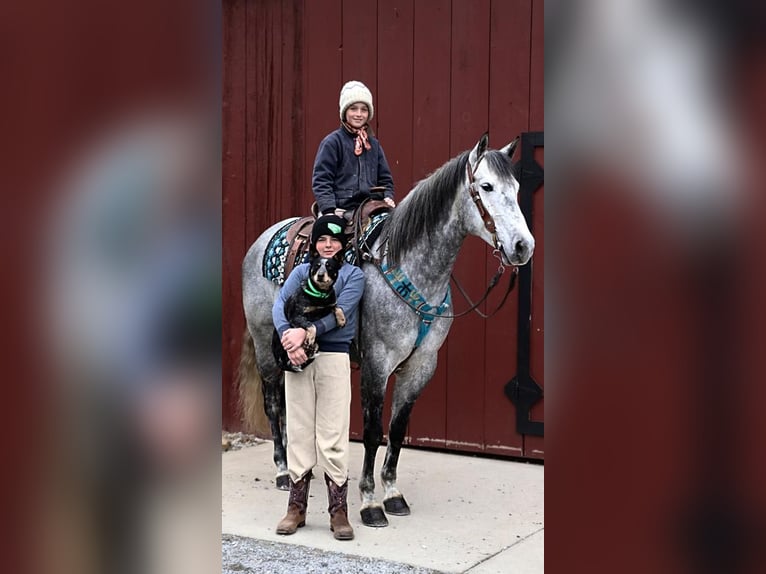 American Quarter Horse Wałach 9 lat Siwa jabłkowita in Dundee, OH