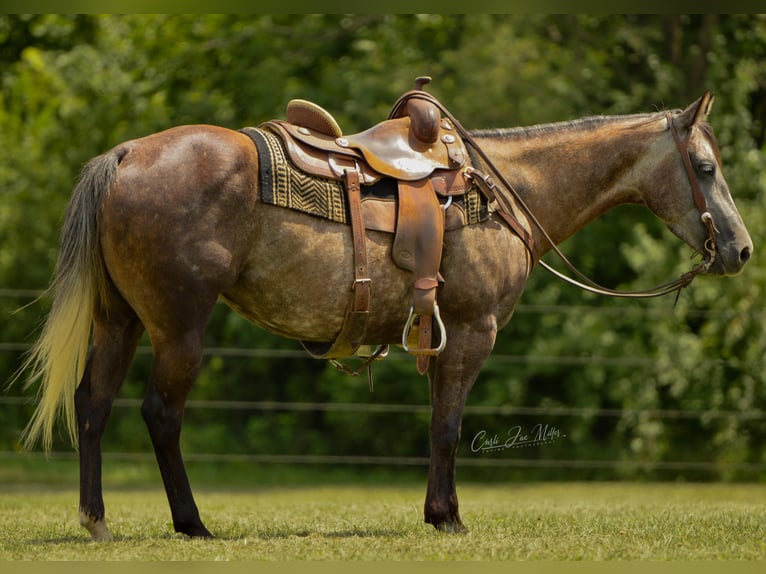 American Quarter Horse Wałach 9 lat Siwa jabłkowita in Lewistown IL