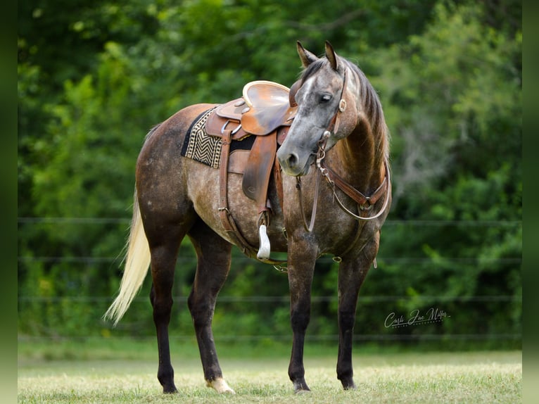 American Quarter Horse Wałach 9 lat Siwa jabłkowita in Lewistown IL