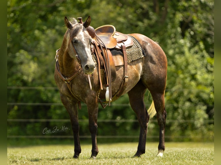 American Quarter Horse Wałach 9 lat Siwa jabłkowita in Lewistown IL