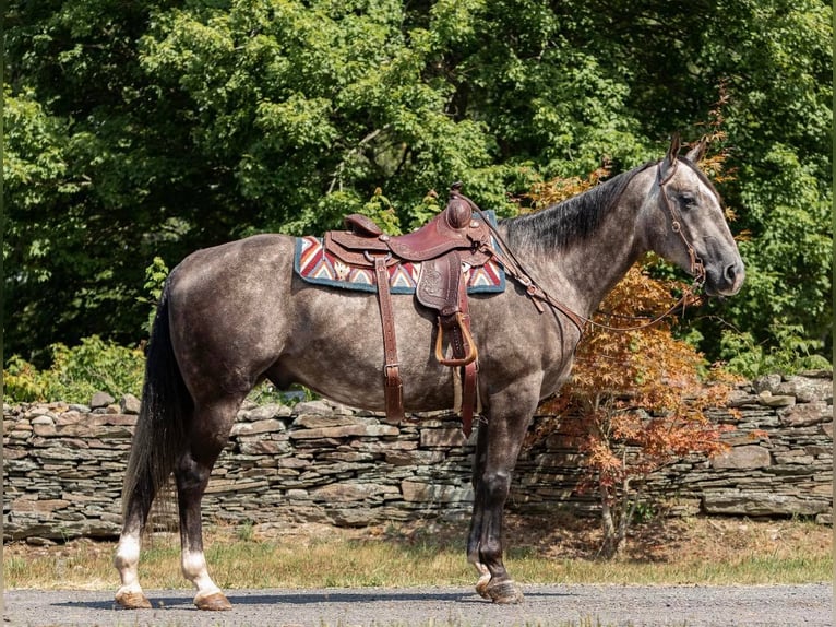 American Quarter Horse Wałach 9 lat Siwa jabłkowita in everett Pa