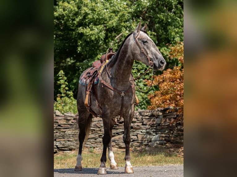 American Quarter Horse Wałach 9 lat Siwa jabłkowita in everett Pa