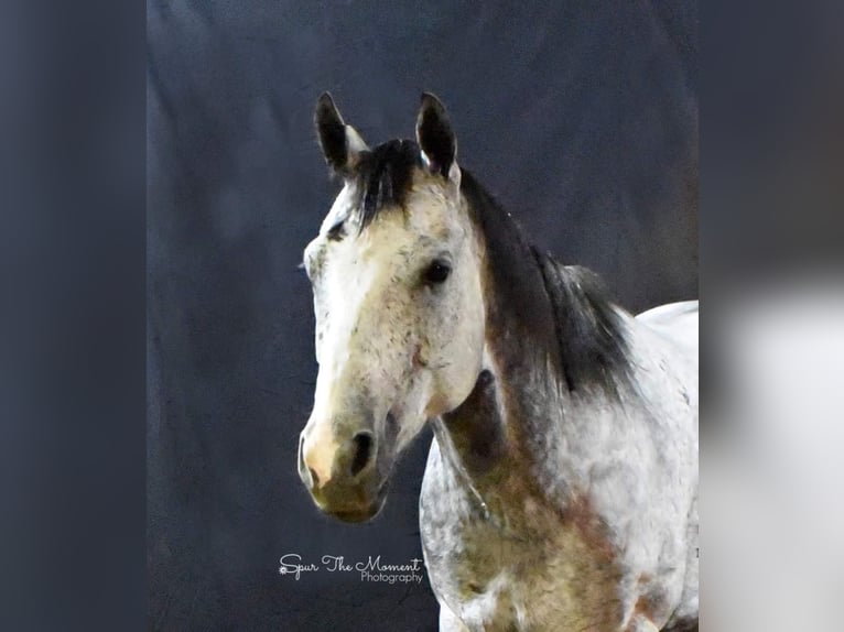 American Quarter Horse Wałach 9 lat Siwa jabłkowita in Lisbon, IA