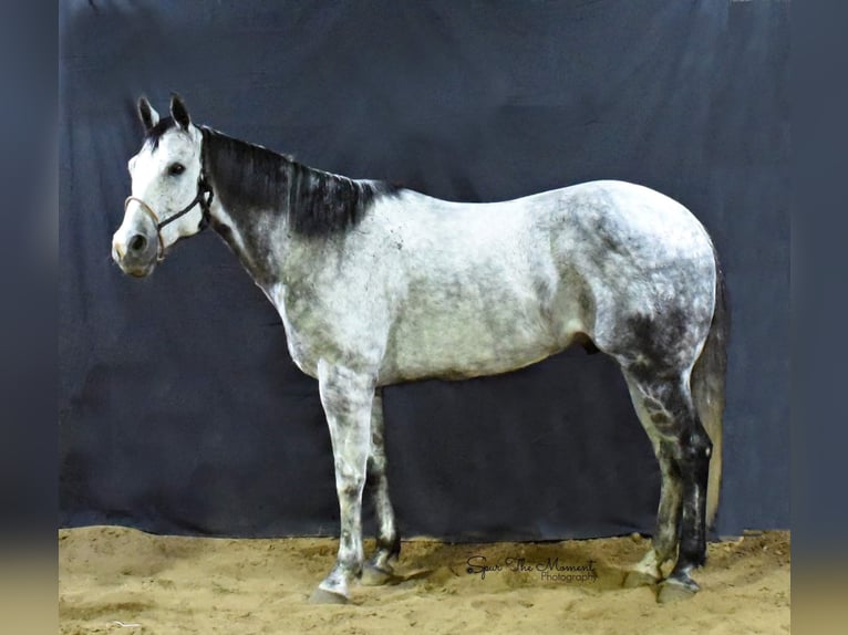 American Quarter Horse Wałach 9 lat Siwa jabłkowita in Lisbon, IA