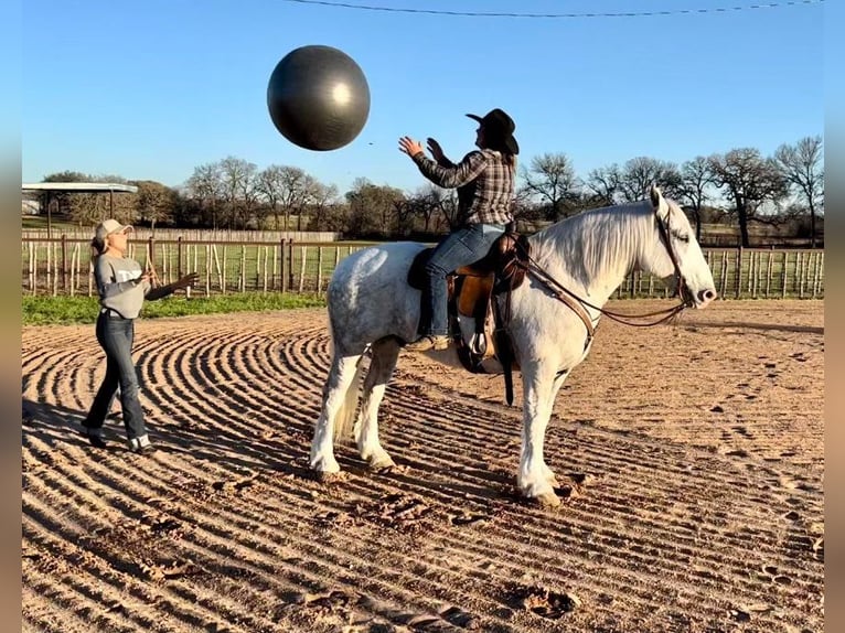 American Quarter Horse Wałach 9 lat Siwa jabłkowita in Weatherford TX