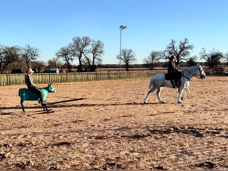 American Quarter Horse Wałach 9 lat Siwa jabłkowita in Weatherford TX