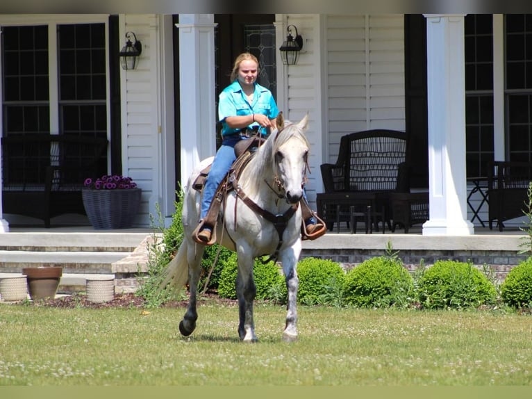 American Quarter Horse Wałach 9 lat Siwa in Clarion, PA