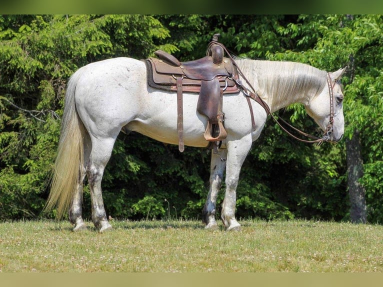 American Quarter Horse Wałach 9 lat Siwa in Clarion, PA