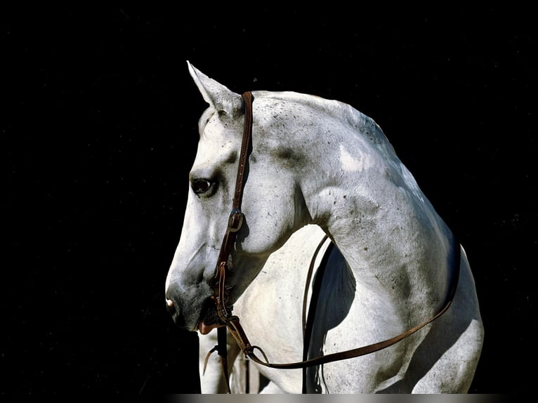 American Quarter Horse Wałach 9 lat Siwa in BITTERWATER, CA