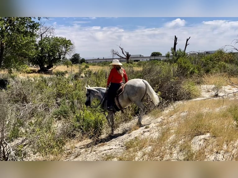 American Quarter Horse Wałach 9 lat Siwa in BITTERWATER, CA