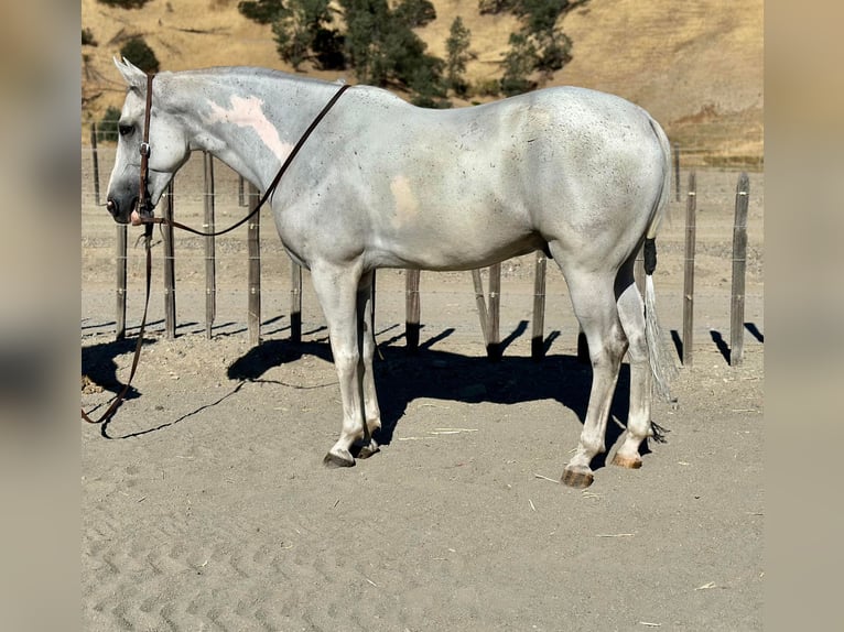 American Quarter Horse Wałach 9 lat Siwa in BITTERWATER, CA