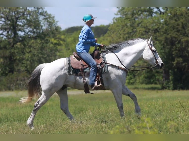 American Quarter Horse Wałach 9 lat Siwa in weatherford TX