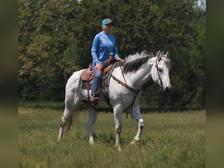 American Quarter Horse Wałach 9 lat Siwa in weatherford TX