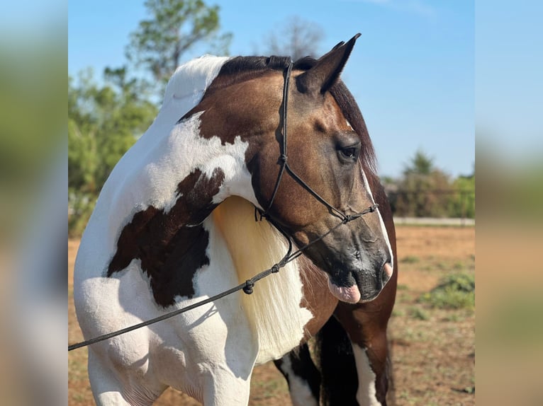 American Quarter Horse Wałach 9 lat Tobiano wszelkich maści in Byers TX