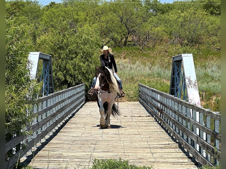 American Quarter Horse Wałach 9 lat Tobiano wszelkich maści in Byers TX