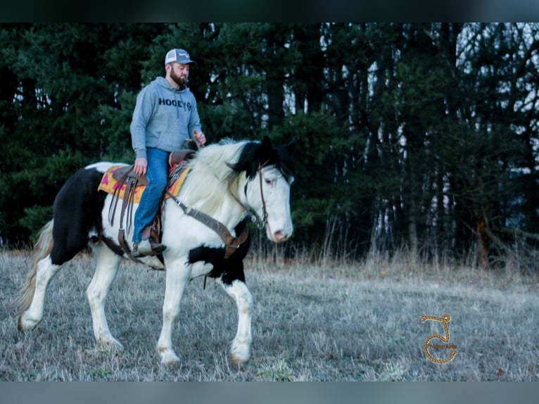 American Quarter Horse Wałach 9 lat Tobiano wszelkich maści in Walkerton IN