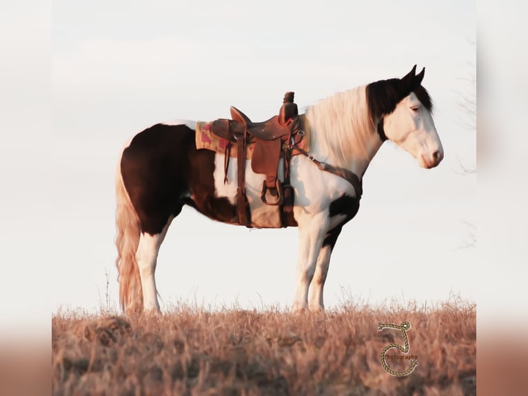 American Quarter Horse Wałach 9 lat Tobiano wszelkich maści in Walkerton IN