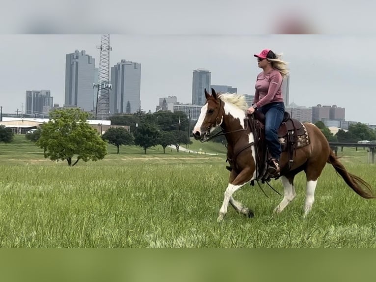 American Quarter Horse Wałach 9 lat Tobiano wszelkich maści in Weatherford TX