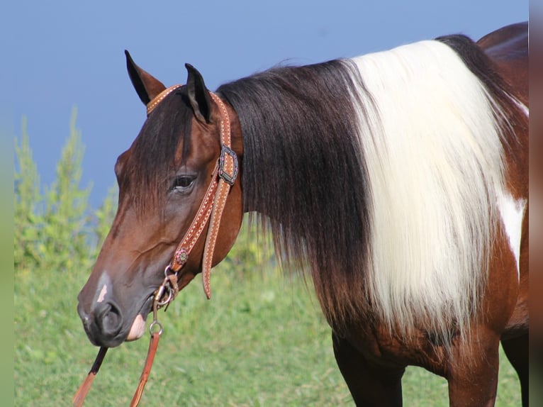 American Quarter Horse Wałach 9 lat Tobiano wszelkich maści in Whitley City KY