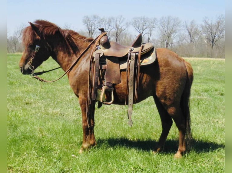 American Quarter Horse Wallach 10 Jahre 114 cm Dunkelfuchs in Brownstown IL