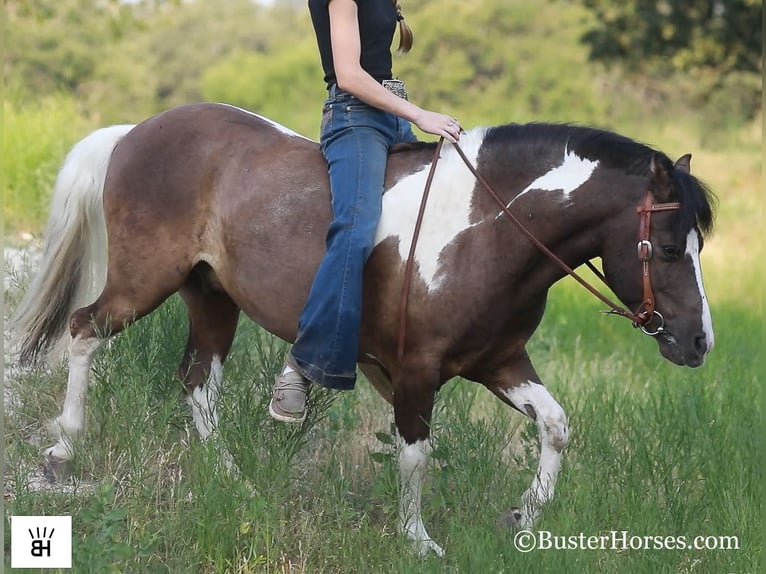 American Quarter Horse Wallach 10 Jahre 117 cm Tobiano-alle-Farben in Weatherford TX