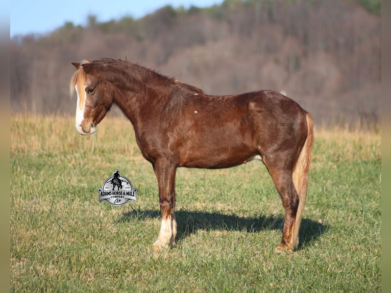 American Quarter Horse Wallach 10 Jahre 122 cm Roan-Red in Mount Vernon, ky
