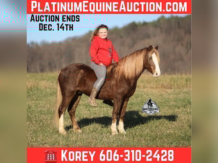 American Quarter Horse Wallach 10 Jahre 122 cm Roan-Red in Mount Vernon, ky