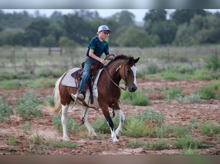 American Quarter Horse Wallach 10 Jahre 122 cm Tobiano-alle-Farben in Stephenville TX