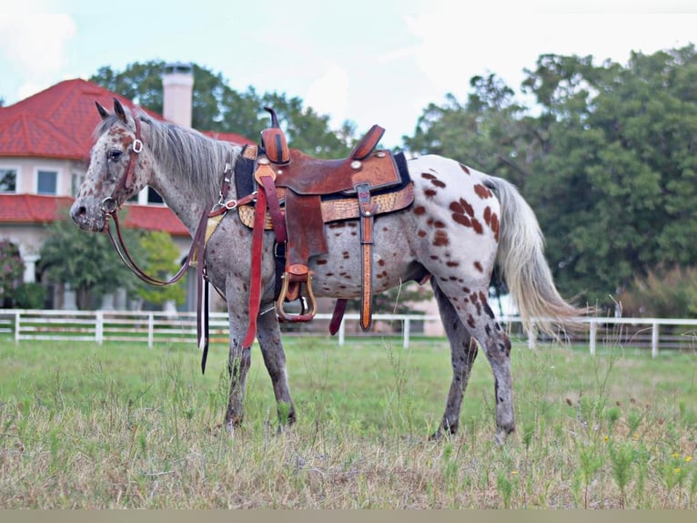 American Quarter Horse Wallach 10 Jahre 127 cm Rotfuchs in Pilot Point TX