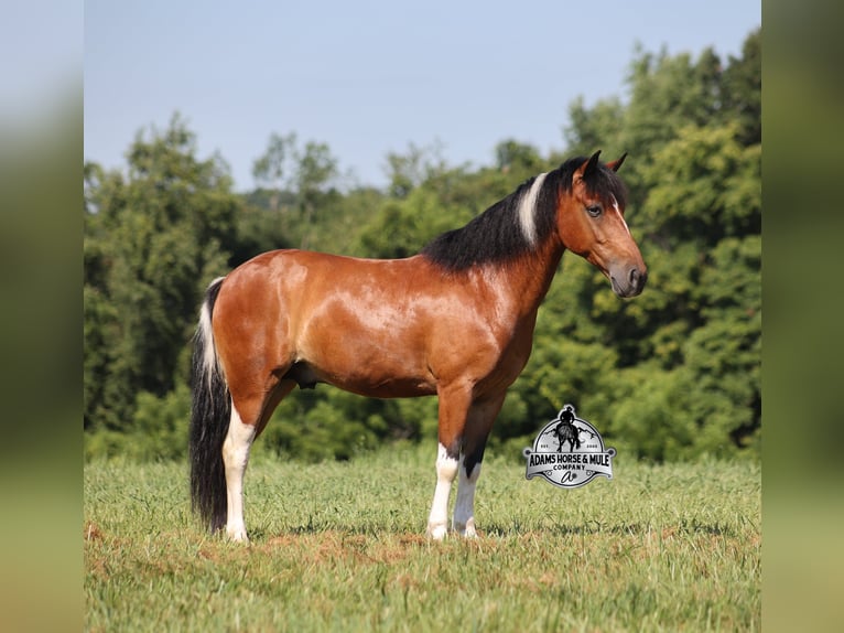 American Quarter Horse Wallach 10 Jahre 127 cm Tobiano-alle-Farben in Gladstone, NJ