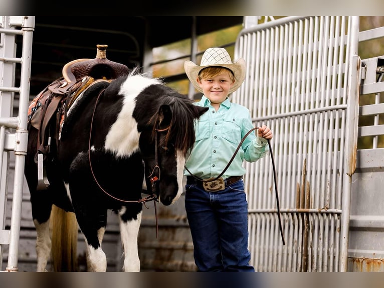 American Quarter Horse Wallach 10 Jahre 127 cm Tobiano-alle-Farben in Santa Fe, TN