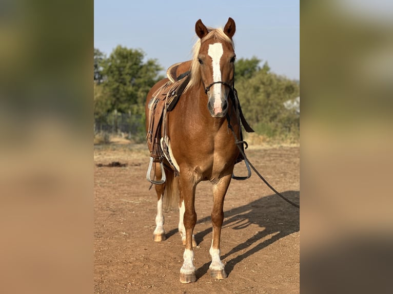 American Quarter Horse Wallach 10 Jahre 135 cm Dunkelfuchs in byers TX