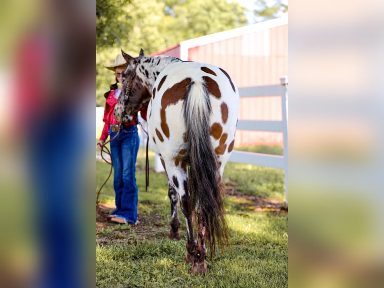 American Quarter Horse Wallach 10 Jahre 135 cm Dunkelfuchs in Mt Hope Al