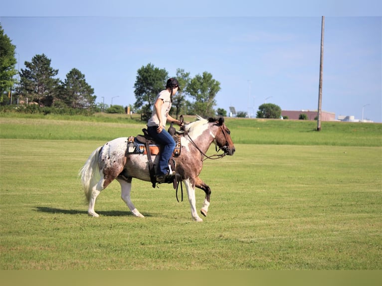 American Quarter Horse Wallach 10 Jahre 135 cm Dunkelfuchs in Rusk TX