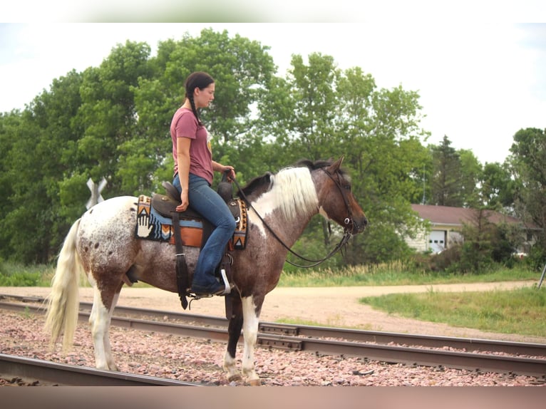 American Quarter Horse Wallach 10 Jahre 135 cm Dunkelfuchs in Rusk TX