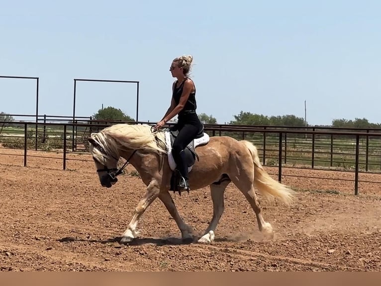 American Quarter Horse Wallach 10 Jahre 135 cm Rotfuchs in Byers TX