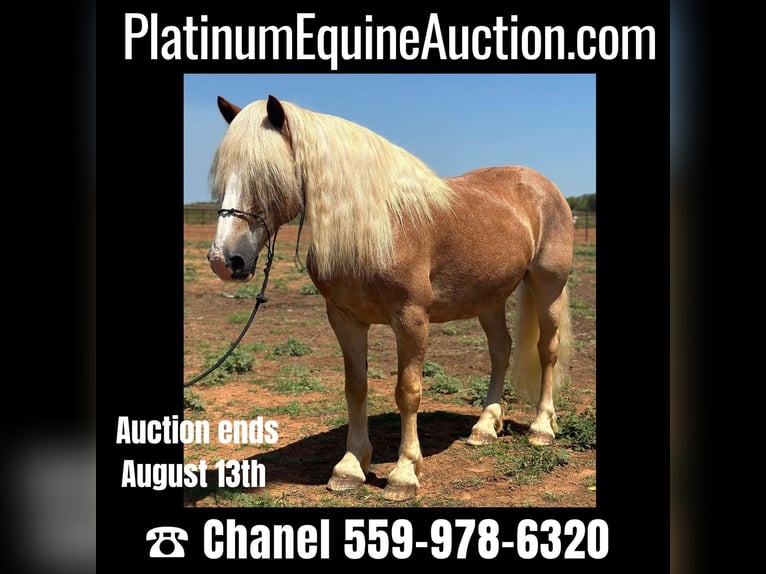 American Quarter Horse Wallach 10 Jahre 135 cm Rotfuchs in Byers TX