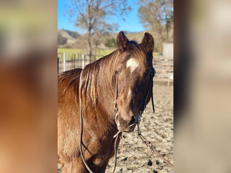 American Quarter Horse Wallach 10 Jahre 137 cm Brauner in Bitterwater CA