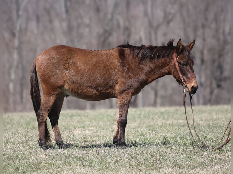 American Quarter Horse Wallach 10 Jahre 137 cm Falbe in Brodhead, KY