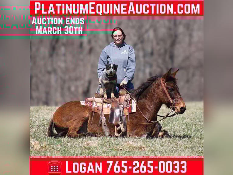 American Quarter Horse Wallach 10 Jahre 137 cm Falbe in Brodhead, KY