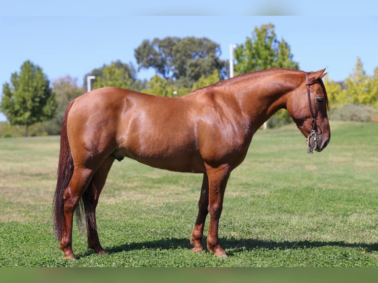 American Quarter Horse Wallach 10 Jahre 137 cm Falbe in Pleasant Grove CA